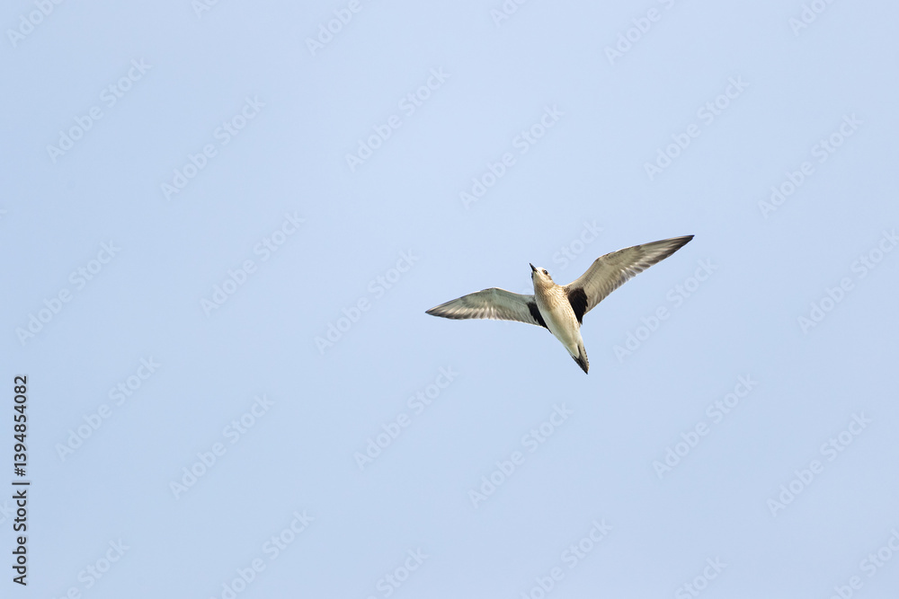 single grey plover (pluvialis squatarola) in flight on migration above Falsterbo in Sweden single grey plover (pluvialis squatarola) in flight on migration above Falsterbo in Sweden
