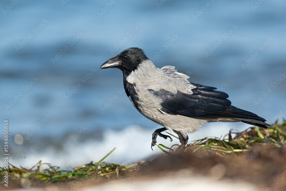 Hooded Crow (Corvus cornix) searching for food at the beach Hooded Crow (Corvus cornix) searching for food at the beach