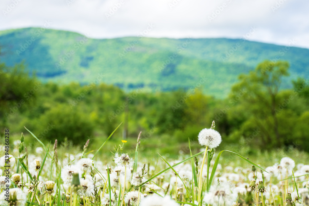 dandelion meadow in rural landscape. beautiful nature scenery with blooming fluffy weeds in morning light. clouds on the sky above the distant mountain. countryside in springtime