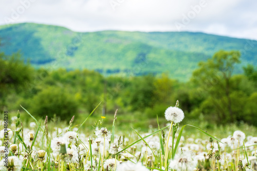 Obraz na płótnie dandelion meadow in rural landscape. beautiful nature scenery with blooming fluffy weeds in morning light. clouds on the sky above the distant mountain. countryside in springtime w salonie