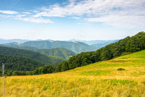 Obraz na płótnie alpine meadows on a sunny summer morning. rolling landscape with beech forest on the slope. distant chornohora mountain ridge beneath a blue sky with fluffy clouds. vacation in highland of ukraine w salonie