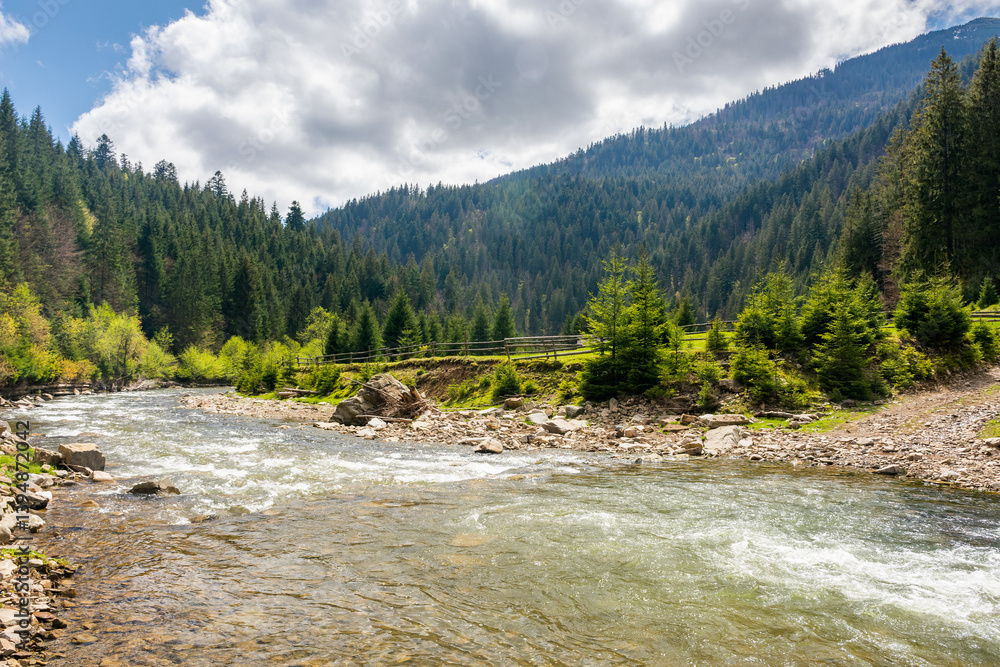 river flowing through green valley in spring. remote dale. spruce forest on hill. picturesque nature in rural area of carpathian mountains. calm day for travel ukraine under blue sky with clouds