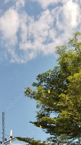 footage of the sky and treetop views.