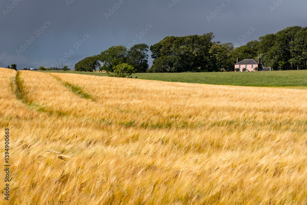 Obraz premium Rolling hills covered in golden wheat sway in the wind beneath a moody grey sky. A poetic landscape caught between serenity and the storm that waits on the horizon