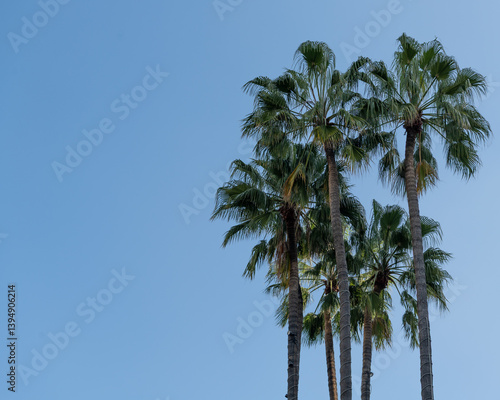 palm tree against blue sky