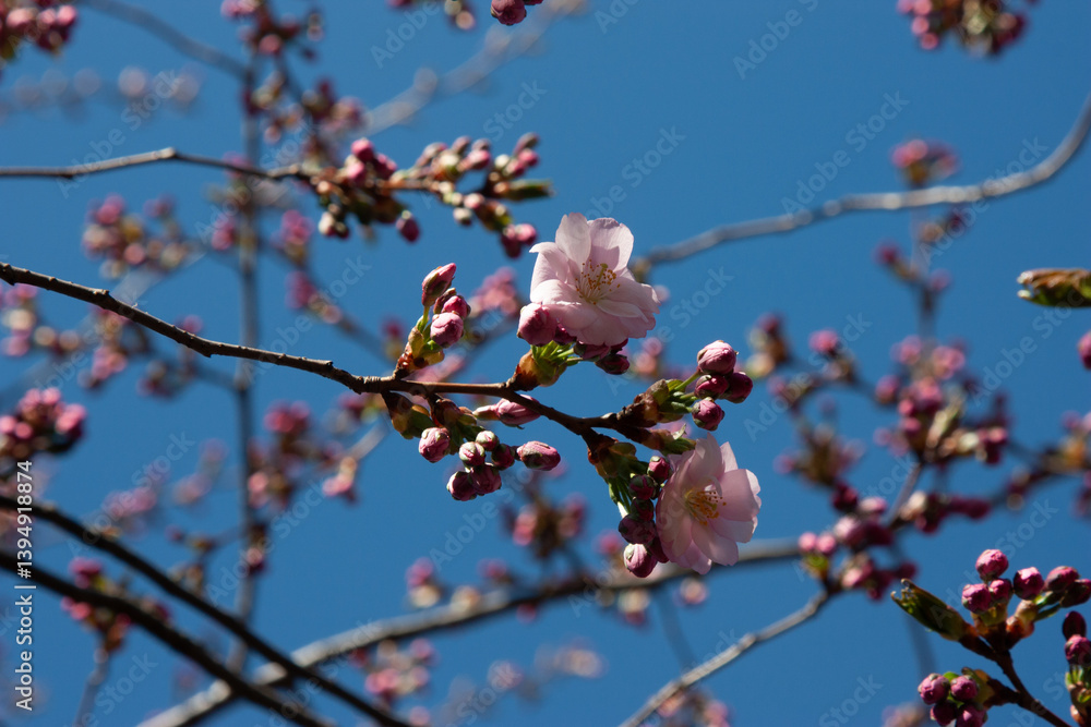 Pink cherry blossom(Cherry blossom, Japanese flowering cherry) on the Sakura tree. Cherry blossoms with buds on twigs against a clear blue sky in spring. The natural beauty of flowers Pink cherry blossom(Cherry blossom, Japanese flowering cherry) on the Sakura tree. Cherry blossoms with buds on twigs against a clear blue sky in spring. The natural beauty of flowers