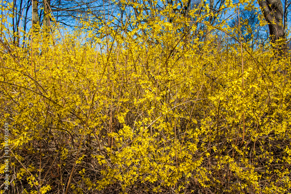 Bright yellow flowers on the bushes in spring. A flowering bush in spring. Bright, juicy, attractive flowers forsythia blooming in spring. blooming bush close-up.natural yellow background for design Bright yellow flowers on the bushes in spring. A flowering bush in spring. Bright, juicy, attractive flowers forsythia blooming in spring. blooming bush close-up.natural yellow background for design