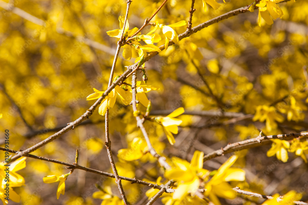 Bright yellow flowers on the bushes in spring. A flowering bush in spring. Bright, juicy, attractive flowers forsythia blooming in spring. blooming bush close-up.natural yellow background for design Bright yellow flowers on the bushes in spring. A flowering bush in spring. Bright, juicy, attractive flowers forsythia blooming in spring. blooming bush close-up.natural yellow background for design