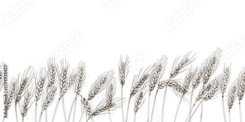 Hand drawn wheat ears seamless border
