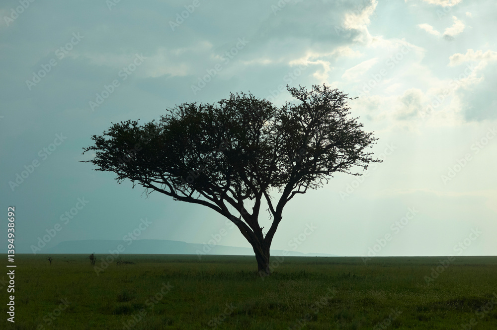 A solitary acacia tree stands in a vast, open grassy landscape under a cloudy sky. Serengeti, Tanzania A solitary acacia tree stands in a vast, open grassy landscape under a cloudy sky. Serengeti, Tanzania