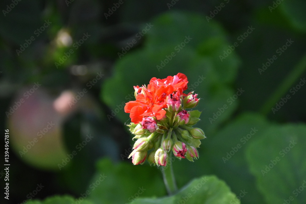 Radiant Red Pelargonium in Bloom – A Garden Classic
Radiant Red Pelargonium in Bloom – A Garden Classic