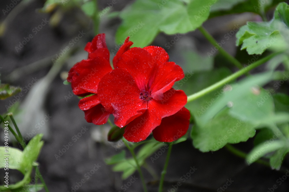 Radiant Red Pelargonium in Bloom – A Garden Classic
Radiant Red Pelargonium in Bloom – A Garden Classic
