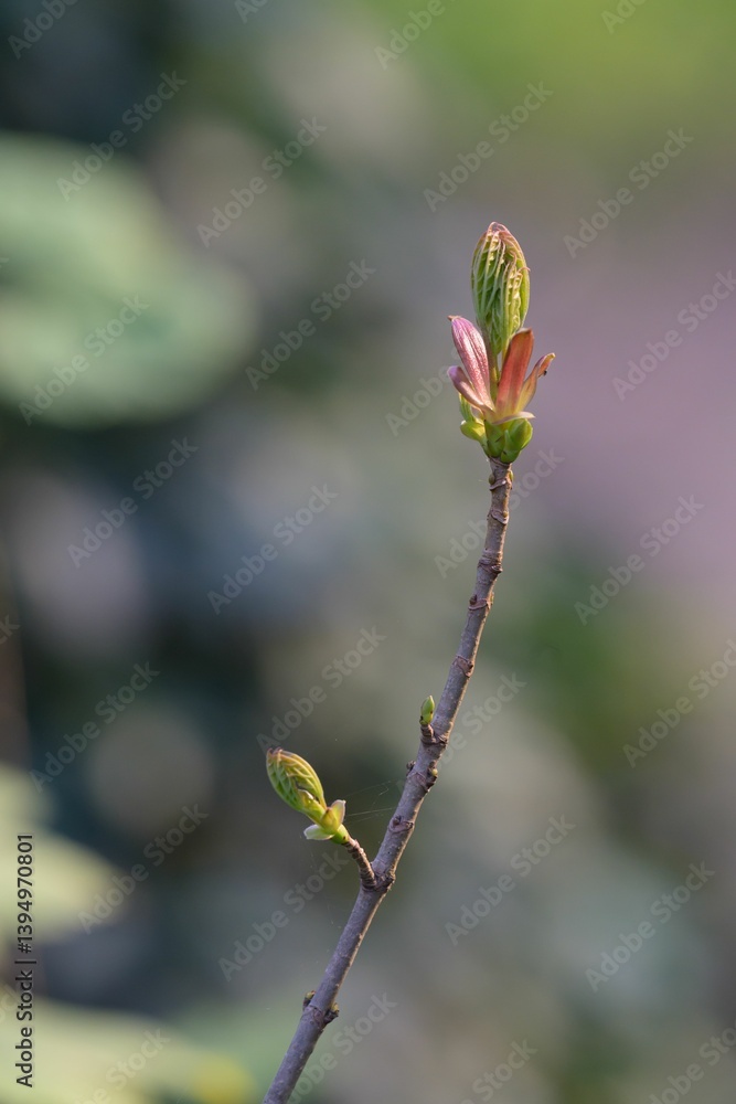 Budding plant branch in early spring. Budding plant branch in early spring.