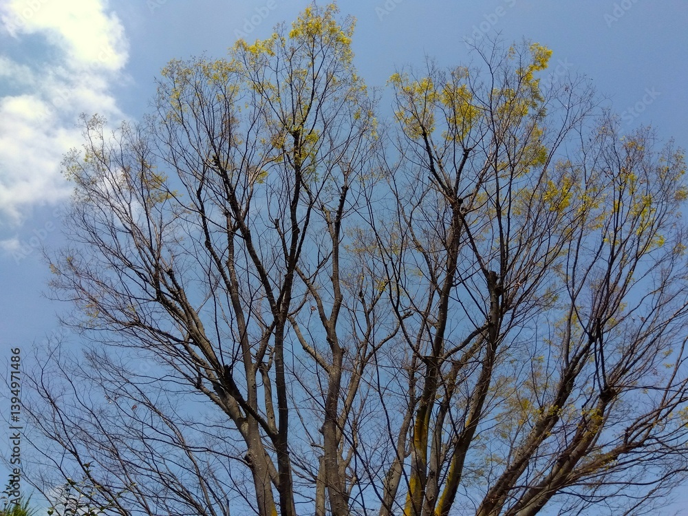 Obraz premium 春の芽吹き始めた公園の欅