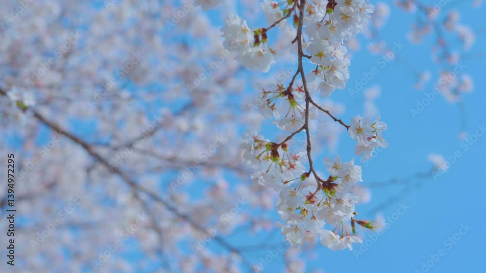 Beautiful spring scenery video of Korea where branches of white cherry blossom trees in full bloom under the blue sky are scattered in the spring breeze Beautiful spring scenery video of Korea where branches of white cherry blossom trees in full bloom under the blue sky are scattered in the spring breeze