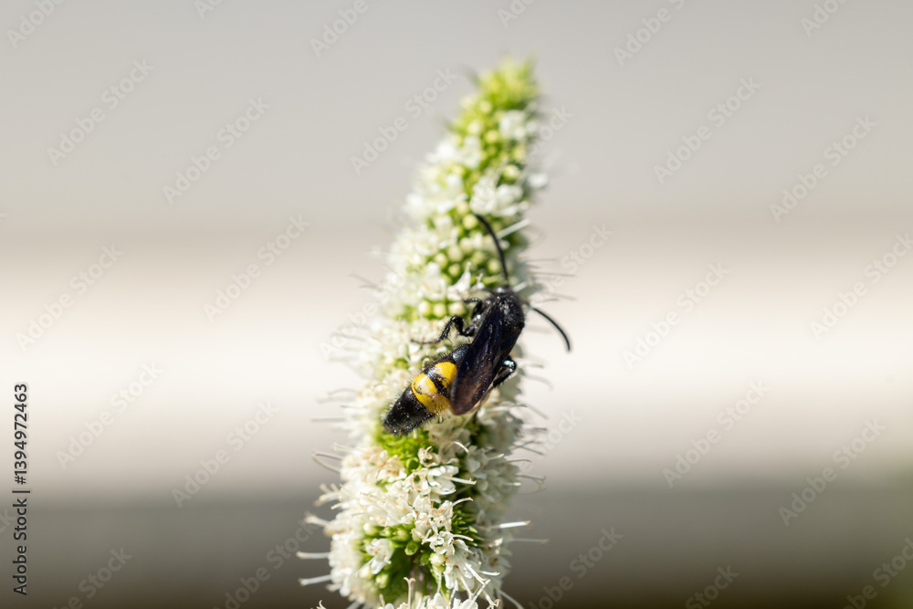 vista macro di un insetto di colore giallo e nero, di giorno, in estate, su un fiore di una pianta di menta