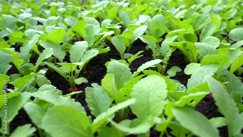 Red radish growing on an organic farm with an eco-friendly lifestyle. Farmer grows red radish full of nutrients and vitamins for vegetarians and vegans. Young leaves of red radish close-up.