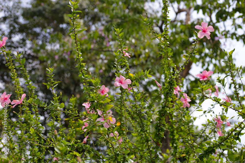 Hibiscus flowers bloom beautifully amidst lush green foliage. A vibrant display of tropical flora Hibiscus flowers bloom beautifully amidst lush green foliage. A vibrant display of tropical flora