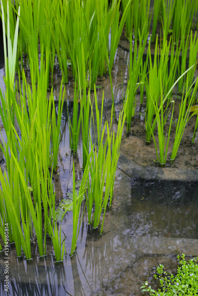 Obraz premium Leaves of Acorus calamus, also known as Sweet Flag, growing in water