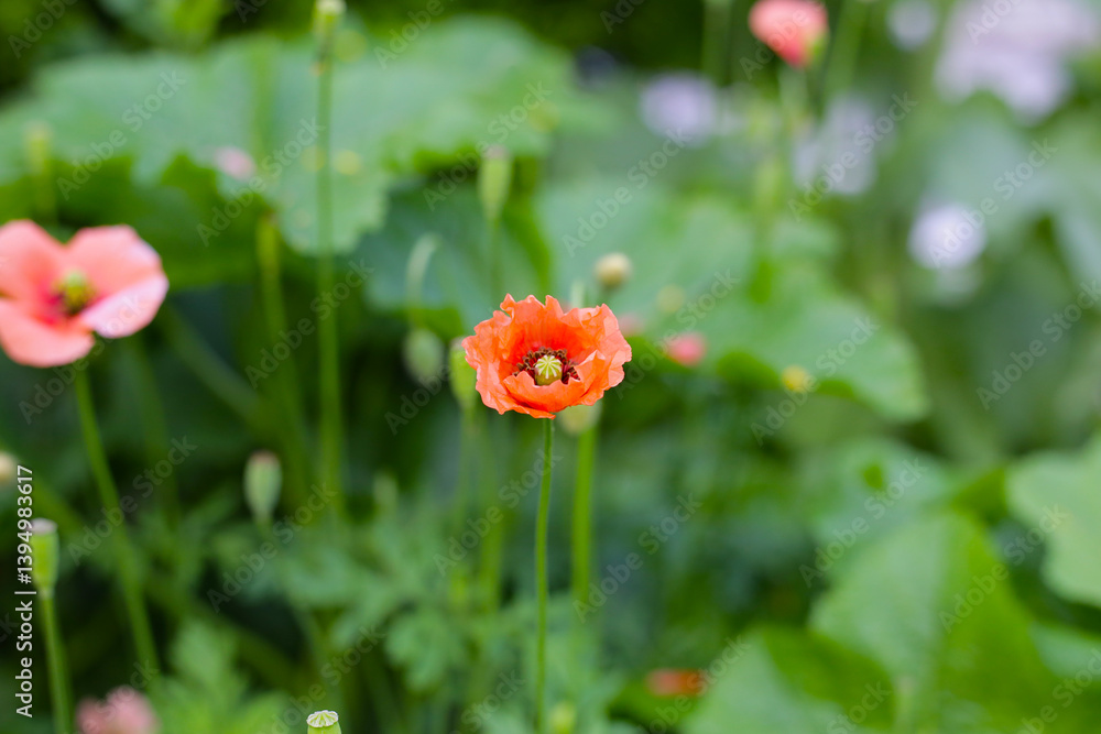 Orange poppy flowers blooming with green stems Orange poppy flowers blooming with green stems