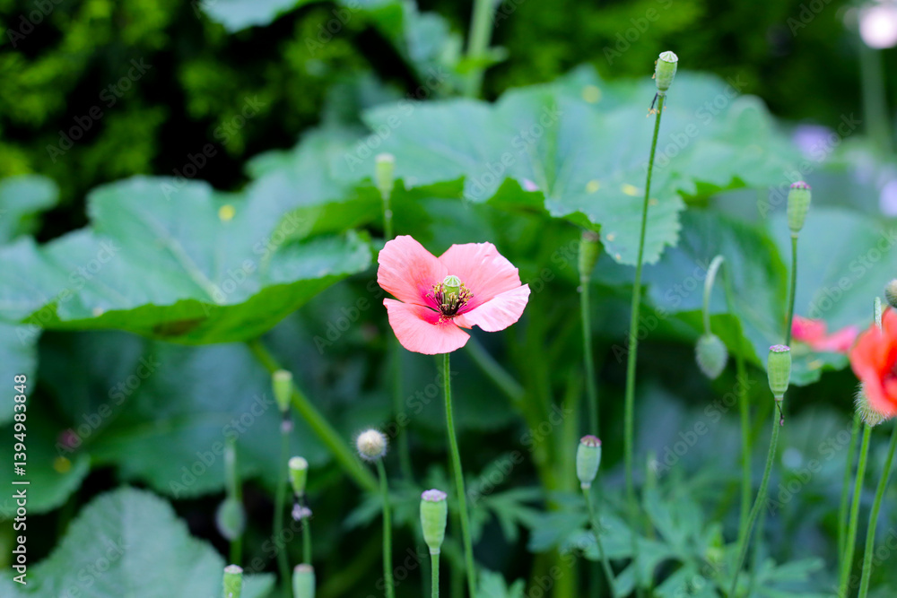 Orange poppy flowers blooming with green stems Orange poppy flowers blooming with green stems
