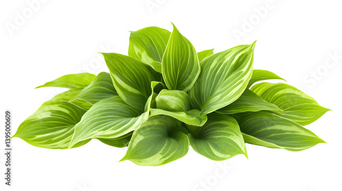Lush Green Hosta Plant Leaves on Transparent Background - Nature Inspired Image