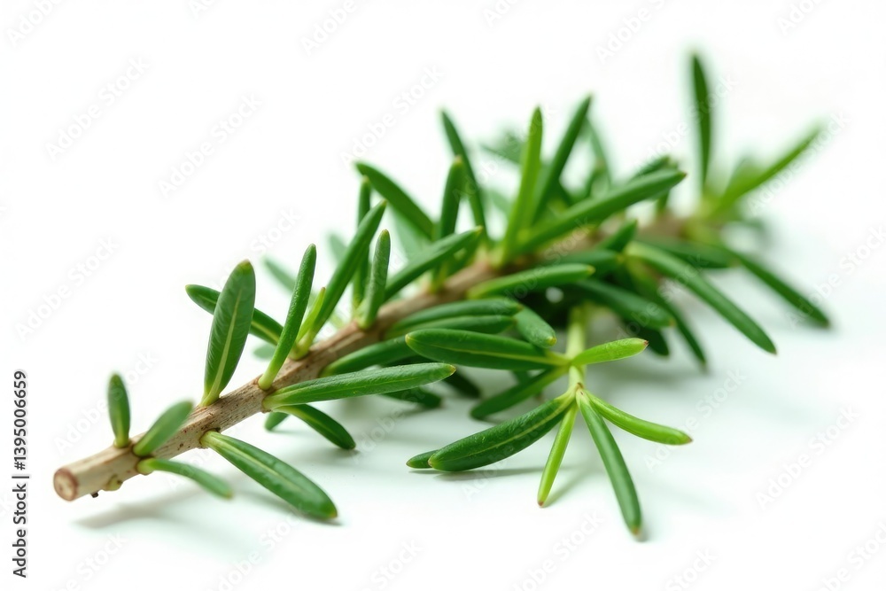 Naklejka premium Isolated sprigs of rosemary on white background, foliage, leaves, plant material
