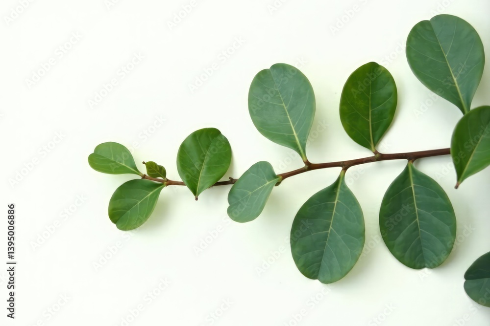Eucalyptus leaves and stems isolated on white, botanical, eucalyptus leaf, eucalyptus stem Eucalyptus leaves and stems isolated on white, botanical, eucalyptus leaf, eucalyptus stem