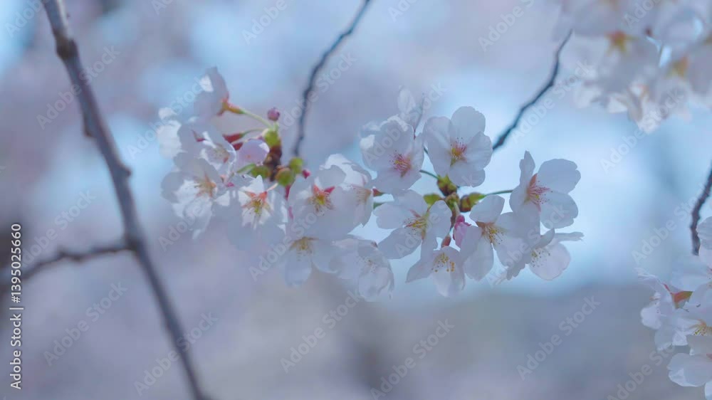 Beautiful spring scenery video of Korea where branches of white cherry blossom trees in full bloom under the blue sky are scattered in the spring breeze Beautiful spring scenery video of Korea where branches of white cherry blossom trees in full bloom under the blue sky are scattered in the spring breeze