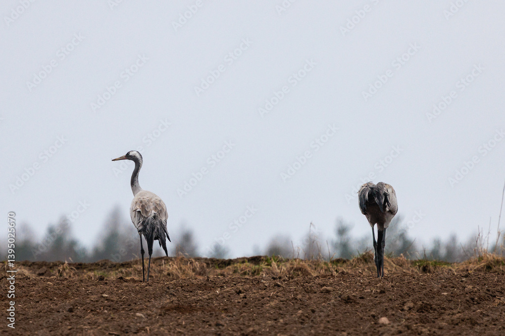 cranes are looking for food in the field