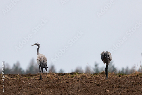 Obraz na płótnie cranes are looking for food in the field w salonie