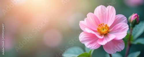 Delicate flower with soft colors and gentle texture, flowers, soft