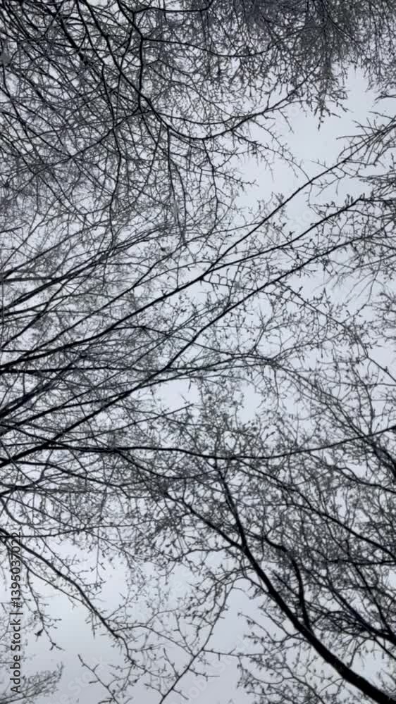 Snowflakes gently fall from a winter sky, drifting through bare branches, creating a peaceful, serene atmosphere in a snowy landscape. Snowflakes gently fall from a winter sky, drifting through bare branches, creating a peaceful, serene atmosphere in a snowy landscape.
