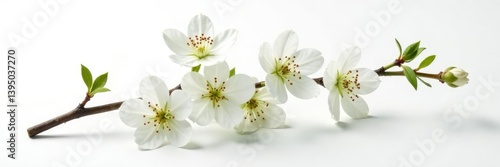 Single branch with delicate leaves and flowers isolated on white background, organic, natural, texture