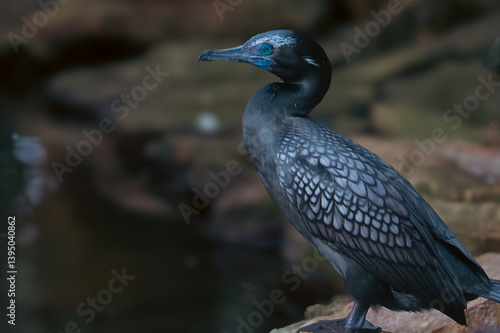 Close-up of a cormorant. The bird is positioned in profile view, facing to its right. Its plumage is a dark bluish-gray color, appearing almost black in some areas, with a subtle pattern of lighter 
