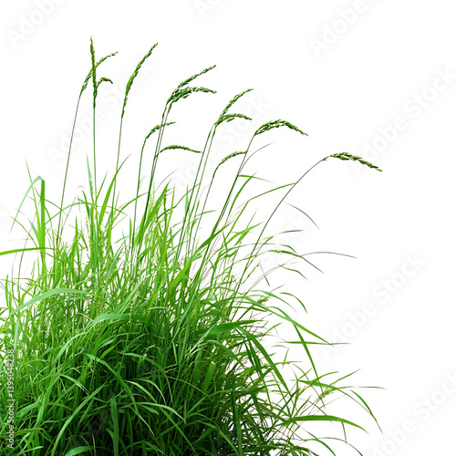 Obraz na płótnie A thick bunch of tall green grass blades growing upward with some flowering tops illustrated on a transparent background representing natural wild vegetation w salonie