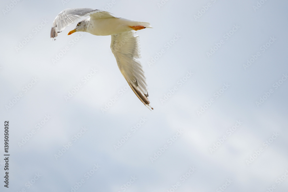 Close up of a White seagull (disambiguation) flying over in blue sky with thin white clouds Close up of a White seagull (disambiguation) flying over in blue sky with thin white clouds