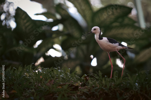 The pied stilt (Himantopus leucocephalus), also known as the white-headed stilt, is a shorebird in the familyRecurvirostridae. It is widely distributed with a large total population size and apparentl