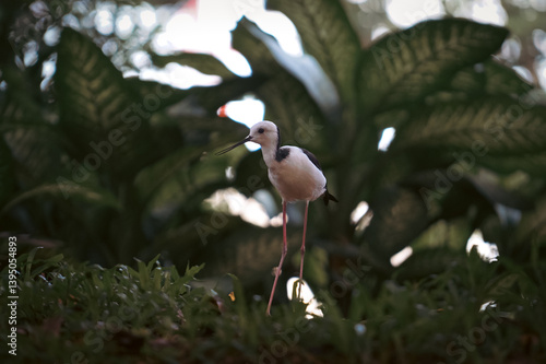 The pied stilt (Himantopus leucocephalus), also known as the white-headed stilt, is a shorebird in the familyRecurvirostridae. It is widely distributed with a large total population size and apparentl