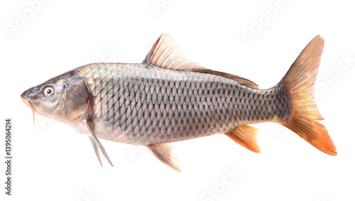 Obraz na płótnie Fish carp isolated on white background w salonie