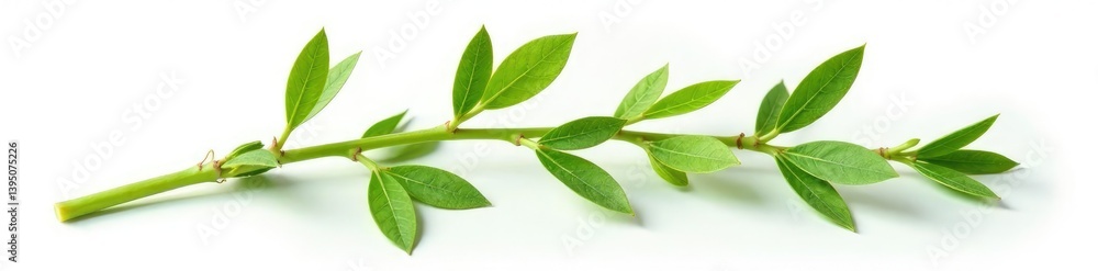 Obraz premium Isolated plant stem with details on white background, colors, detail