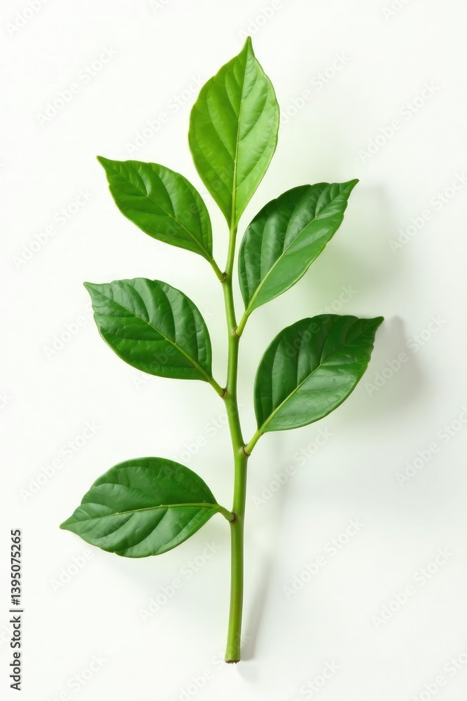 Fototapeta premium isolated plant stem with leaves on white background, closeup, organic, single element