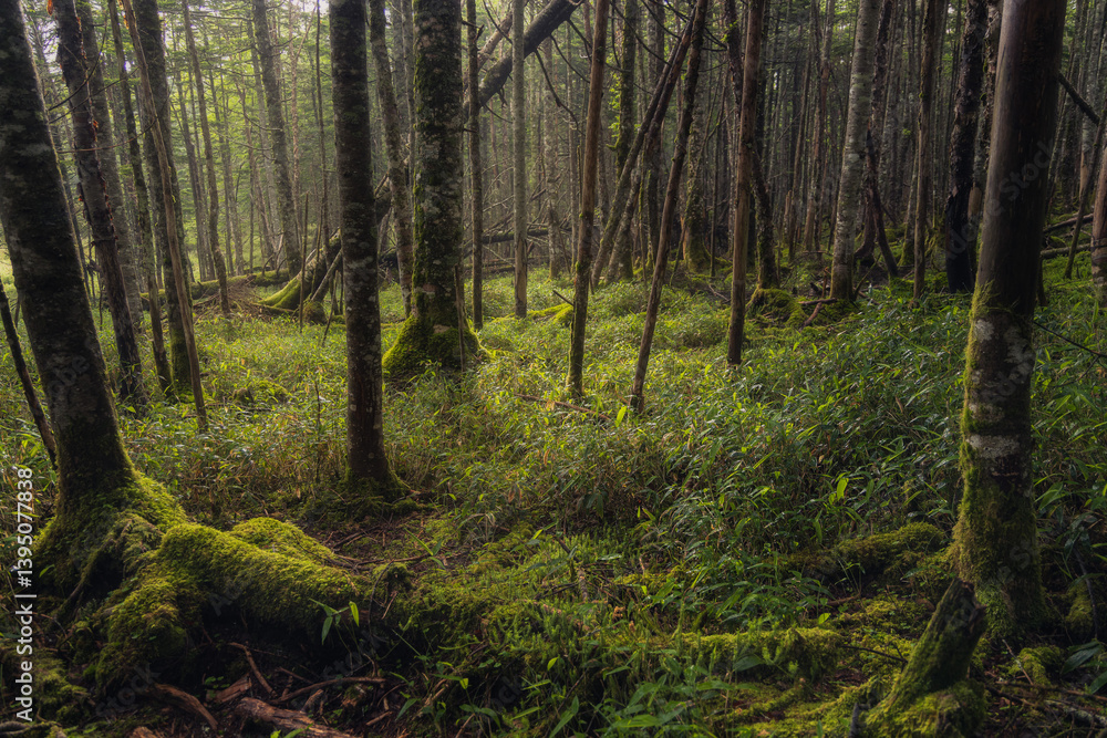 Fototapeta premium in the forest