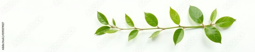 Fototapeta premium Single Branch on White Background with Leaves, organic, leaf, foliage