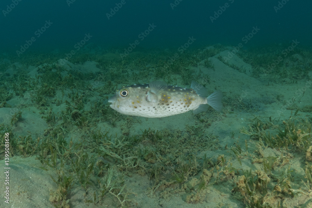 Fototapeta premium Fish swimming in the Red Sea, colorful fish, Eilat, Israel