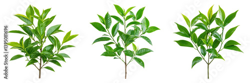 Lush green tea tree leaves arranged trio, showcasing vibrant foliage against transparent background, perfect for design use