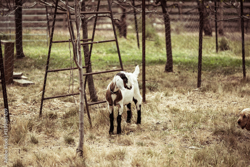 Goat beside wire fence looking at off-shot dog