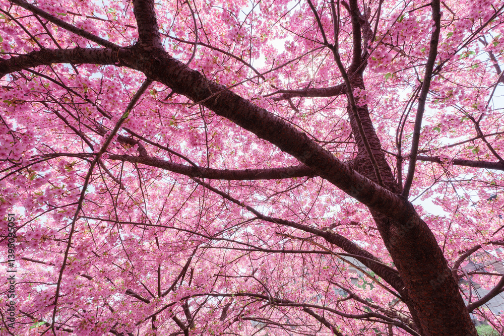 Cherry blossom sakura during spring in Japan Cherry blossom sakura during spring in Japan