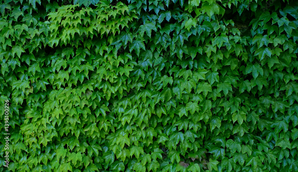 Green wall made from grape climbing plant, texture background Green wall made from grape climbing plant, texture background