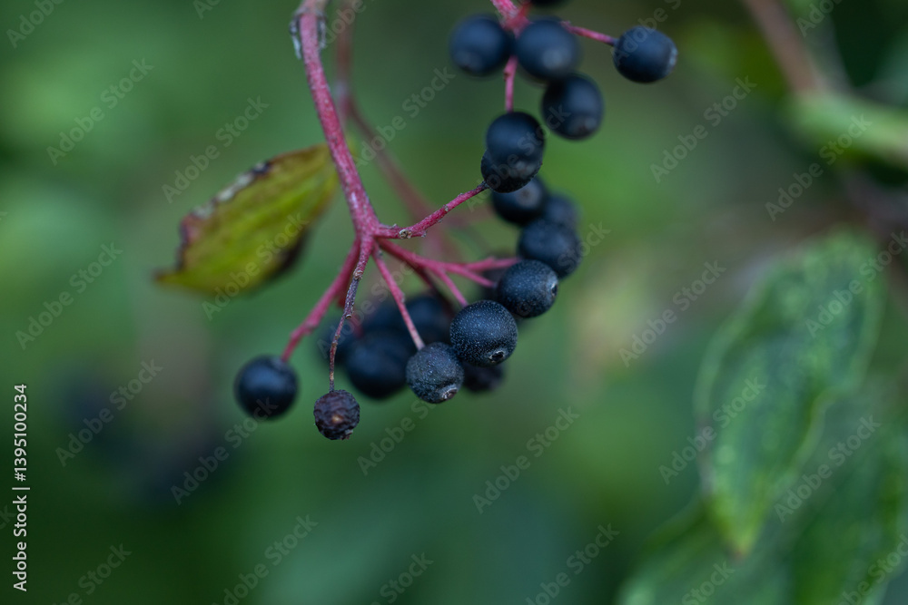 vista macro delle bacche mature, di colore nero, di una pianta di sanguinella, in estate